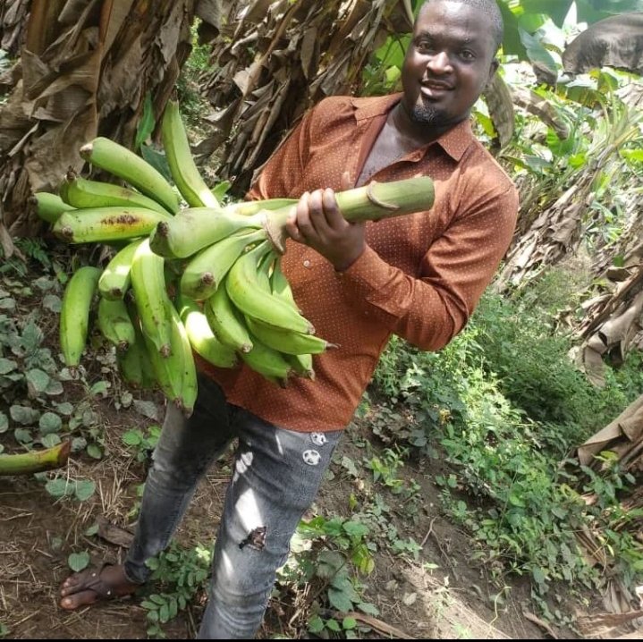 Darlington Johnny, Noblehubs Multiconcepts