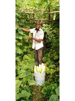 Daniel Nkanta, Sadan Integrated Farm