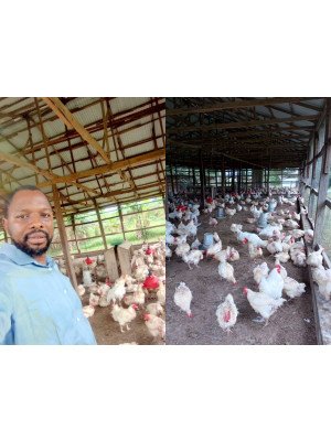 Ola Adeola, Achievers Farms And Allied Resources Limited