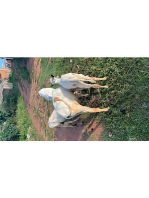 Abdulrazak Hassan, Eazytech Farms