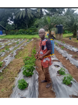Kingsley Ezinna, Sirkings Food World