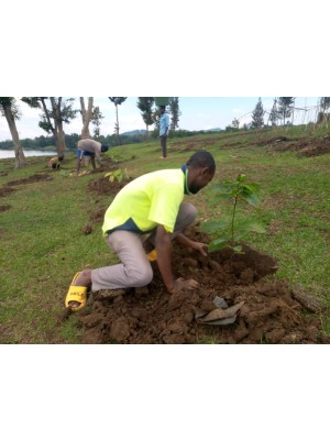 Nsengiyumva Ildephonse, Alsher Limited